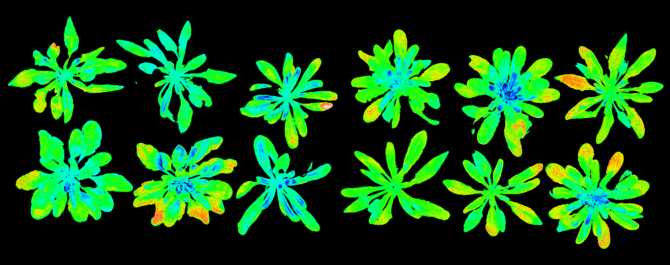 Chlorophyll fluorescence recording of photosynthetic parameters of single cybrids