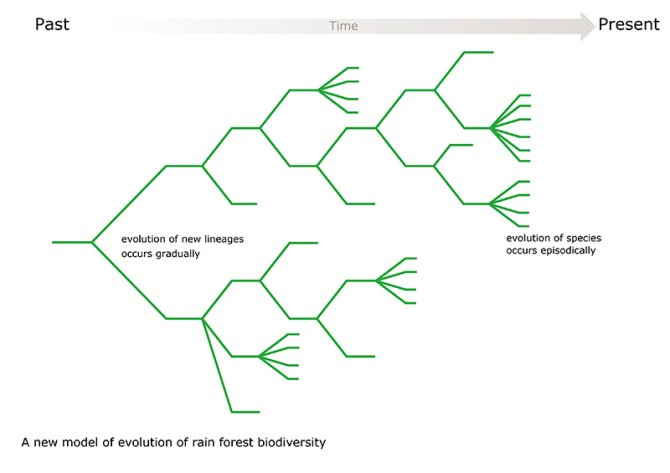 Wageningen Scientists Propose New Evolution Model For Tropical ...