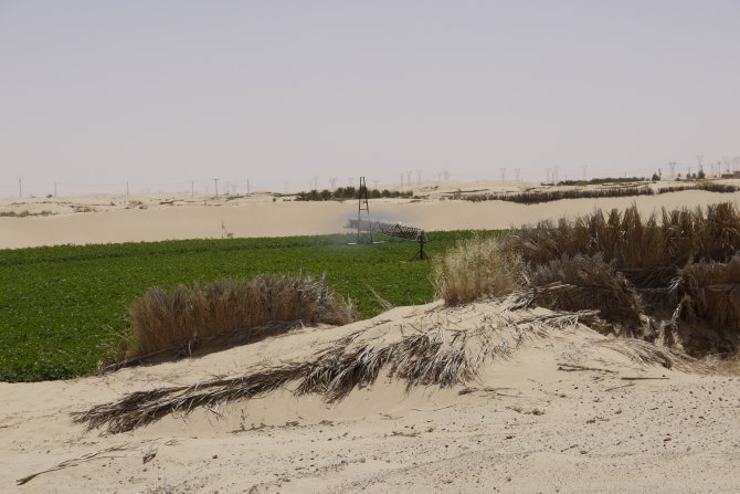 El Oued sustainable water use for potato production project 2017 - 2019