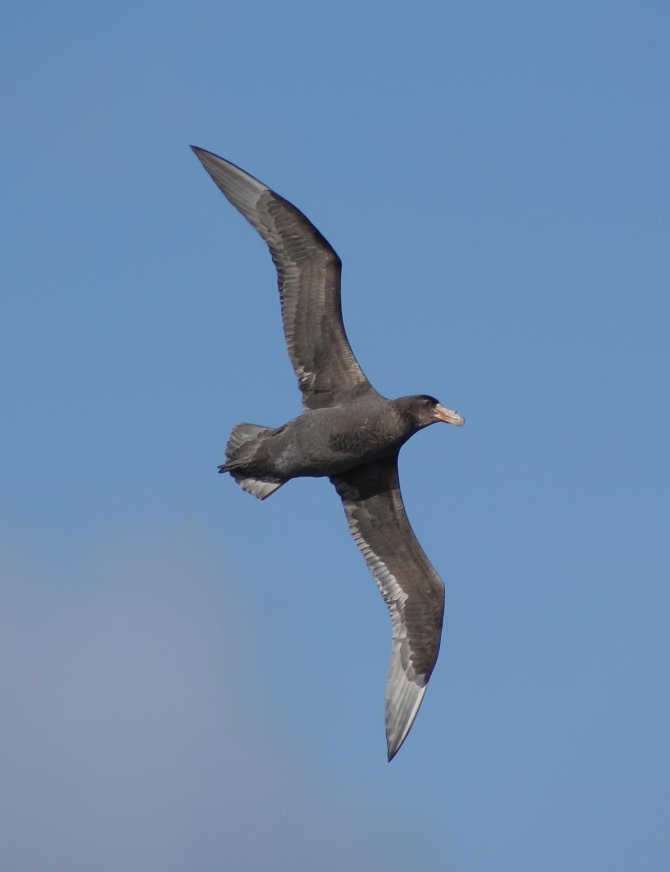 Zuidelijke Reuzenstormvogel 