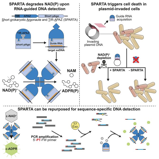 Schematic representation of mechanism, function, and application of Short prokaryotic Argonaute/TIR-APAZ (SPARTA) systems