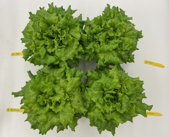 Various heads of lettuce