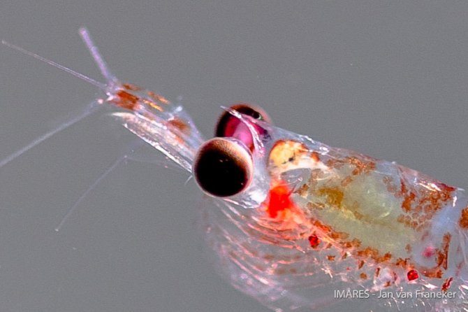 Another krill species is Euphausia crystallorophias, also known as ‘ice krill’. This species mainly occurs near the coast of Antarctica and differs from superba by its large eyes and the long ‘rostrum’, which can be seen between the eyes.