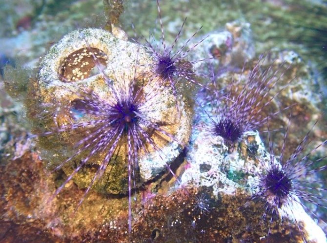 Grazing cultured juvenile Diadema on top of a small artificial reef (reef ball) in a rearing tank.