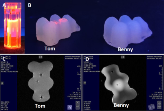 Agarose ‘test-animals’ (Tom & Benny) injected with luminescent and/or MRI-active lanthanide-containing micelles, model compounds for multimodal imaging agents with potential medical diagnostic applications.