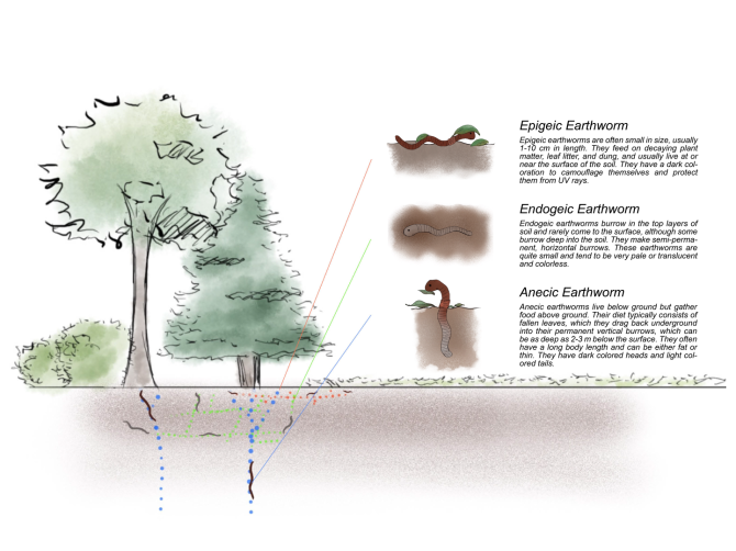 Earthworm groups