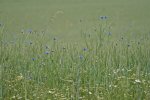 In-field flowers, a rare view nowadays,  but common in earlier times. These flowers may result in better survival and distribution of natural enemies like parasitoids. Picture by Astrid van Wesenbeeck, licensed under the Creative Commons Attribution-NonCommercial 2.0 license.