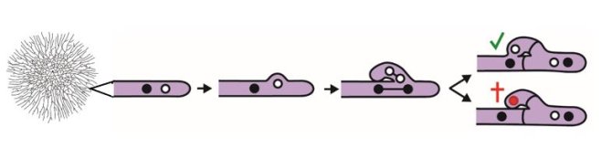 Schematic representation of a clamp connection