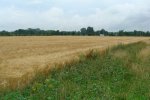 A perennial field margin. The (semi-) permanent vegetation offers better opportunities for refuge or hibernation, but fewer flowering plants compared to annual field margins. Picture by Bas Allema.