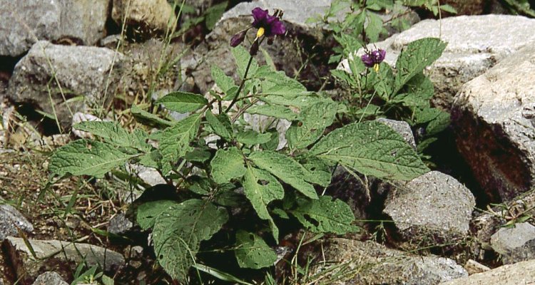 Solanum medians