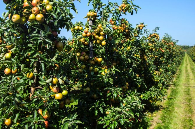 Betuwe apples (Photo: Laurens Tijink)