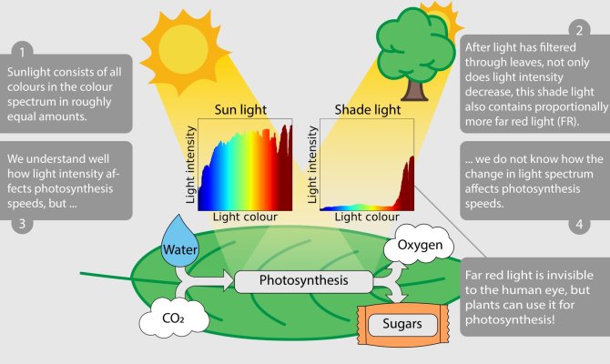 Infographic Photosynthese in the shade.jpg