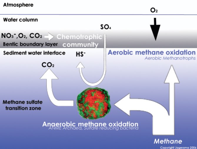 Figure: Illustration of methane oxidation. Anaerobic methane oxidation is visualized by the red and green consortium, respectively  ANME archaea and sulfate reducing bacteria.