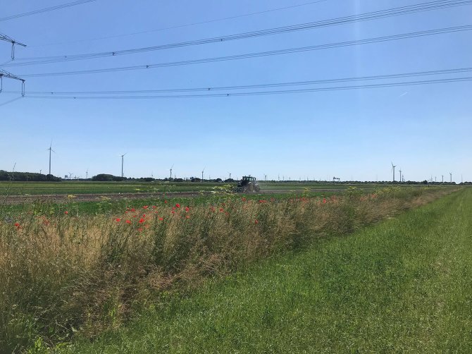 Picture: Permanent flower strips in the fields, serving as refuge and a source of food for natural predators.