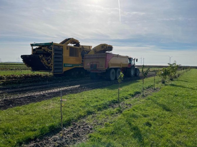 A young agroforestry system. On the picture, you can see a machine harvesting beetroot and a strip with young hazelnut trees