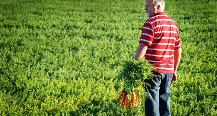  Arable and Field Vegetable Farming