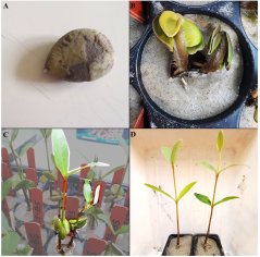 From seed to mangrove twins at 5 days (B), 6 weeks (C), and 19 weeks (D) after germination