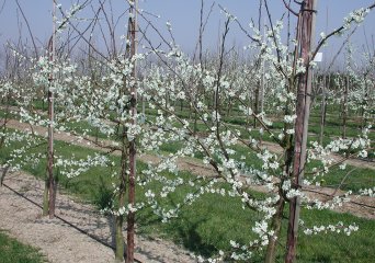 Publicaties Prunus spinosa