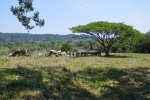 Typical mixed mosaic landscape of the Marques de Comillas region in the Selva Lacandona: pastures for cattleranching, secondary and primary forest intermixed