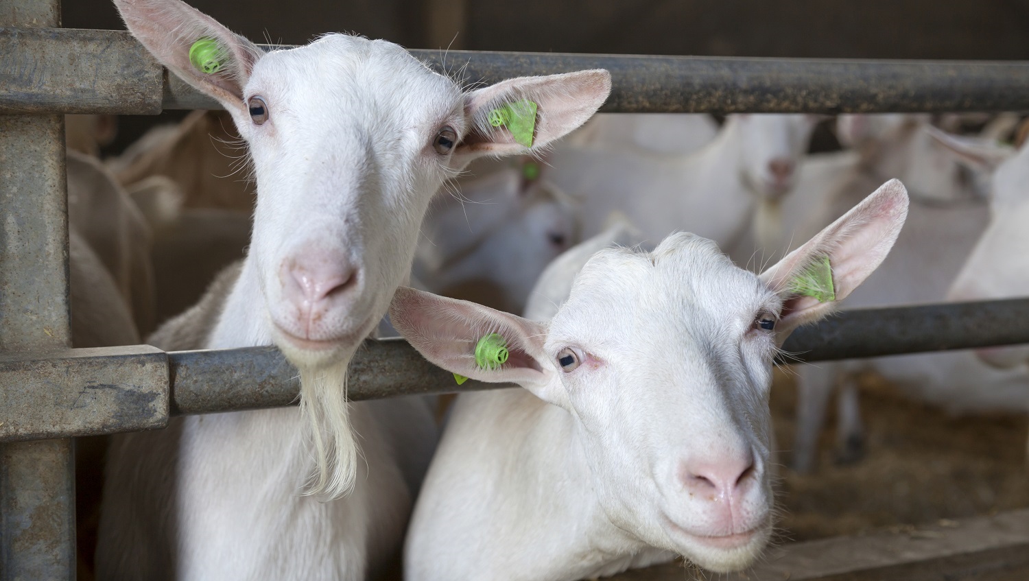 Two curious goats