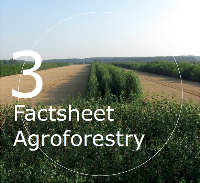 Wat zijn de mogelijkheden voor koolstofvastlegging door agroforestry?