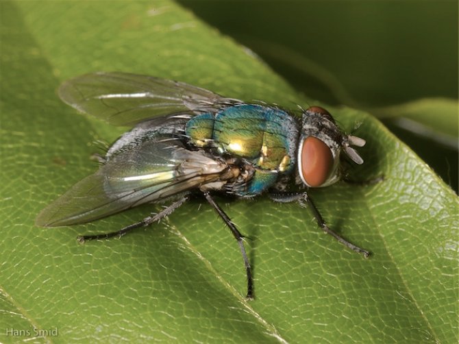 Lucilia sericata ♀