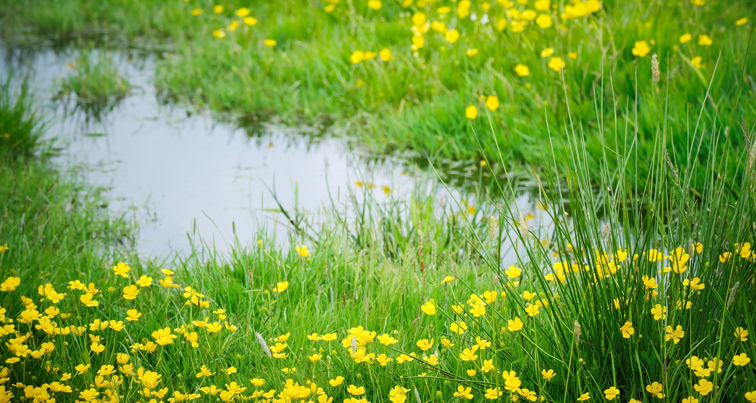 Luckily, grass has the ability to recover fairly quickly from dry or wet spells