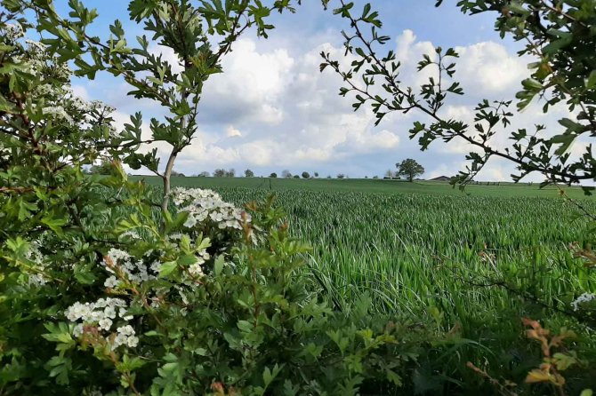 You’ll find hedgerows along many a field in Limburg; they are the most popular type of agricultural nature management here. Photo: Hila Segre