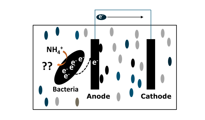 Figure 1 Concept of an anaerobic ammonium oxidation bioelectrochemical system integrating with electricity recovery.