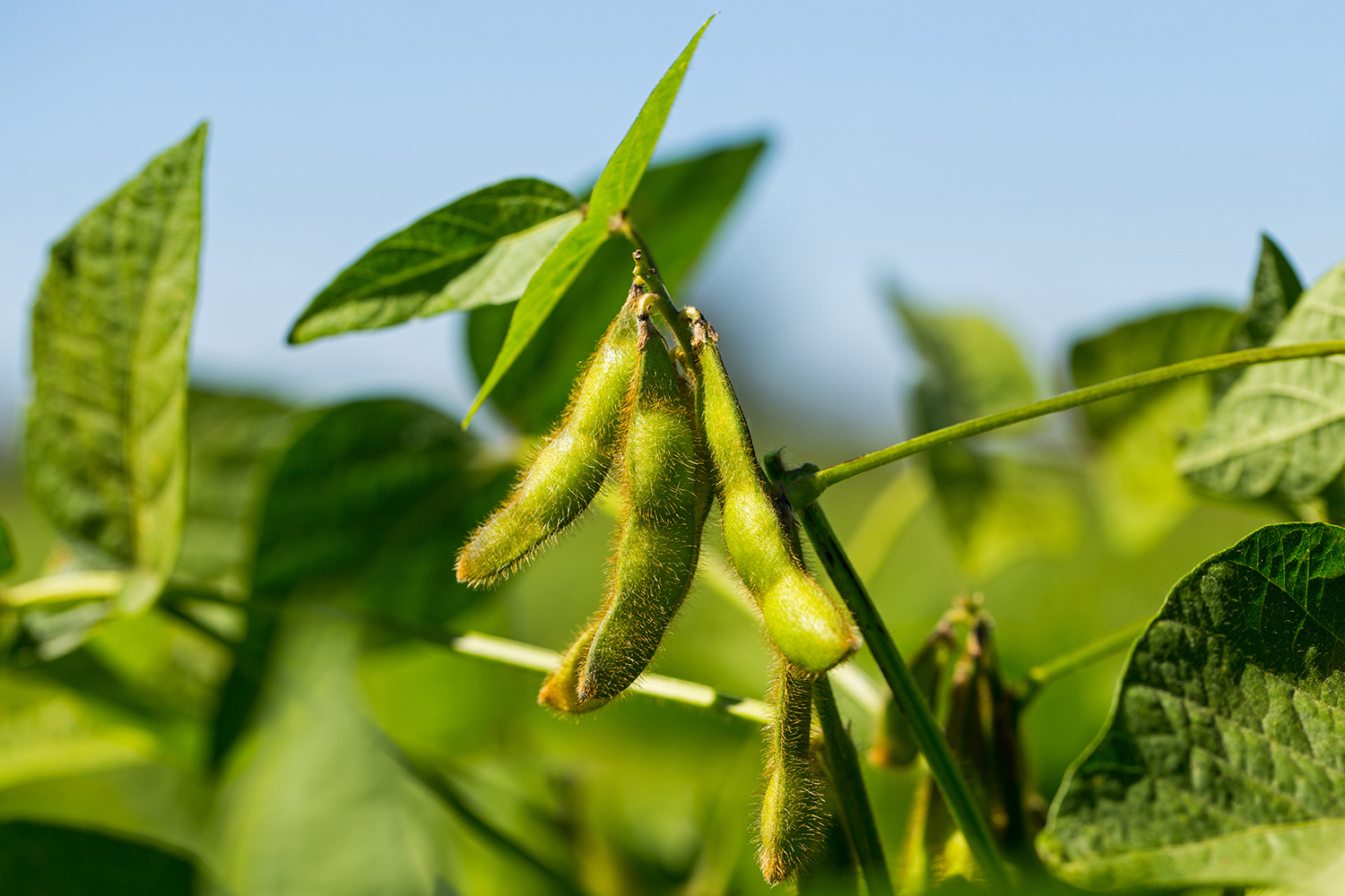 Sojabonen (Edamame)