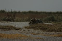 Zeehond 'Cactus' dit jaar weer gespot