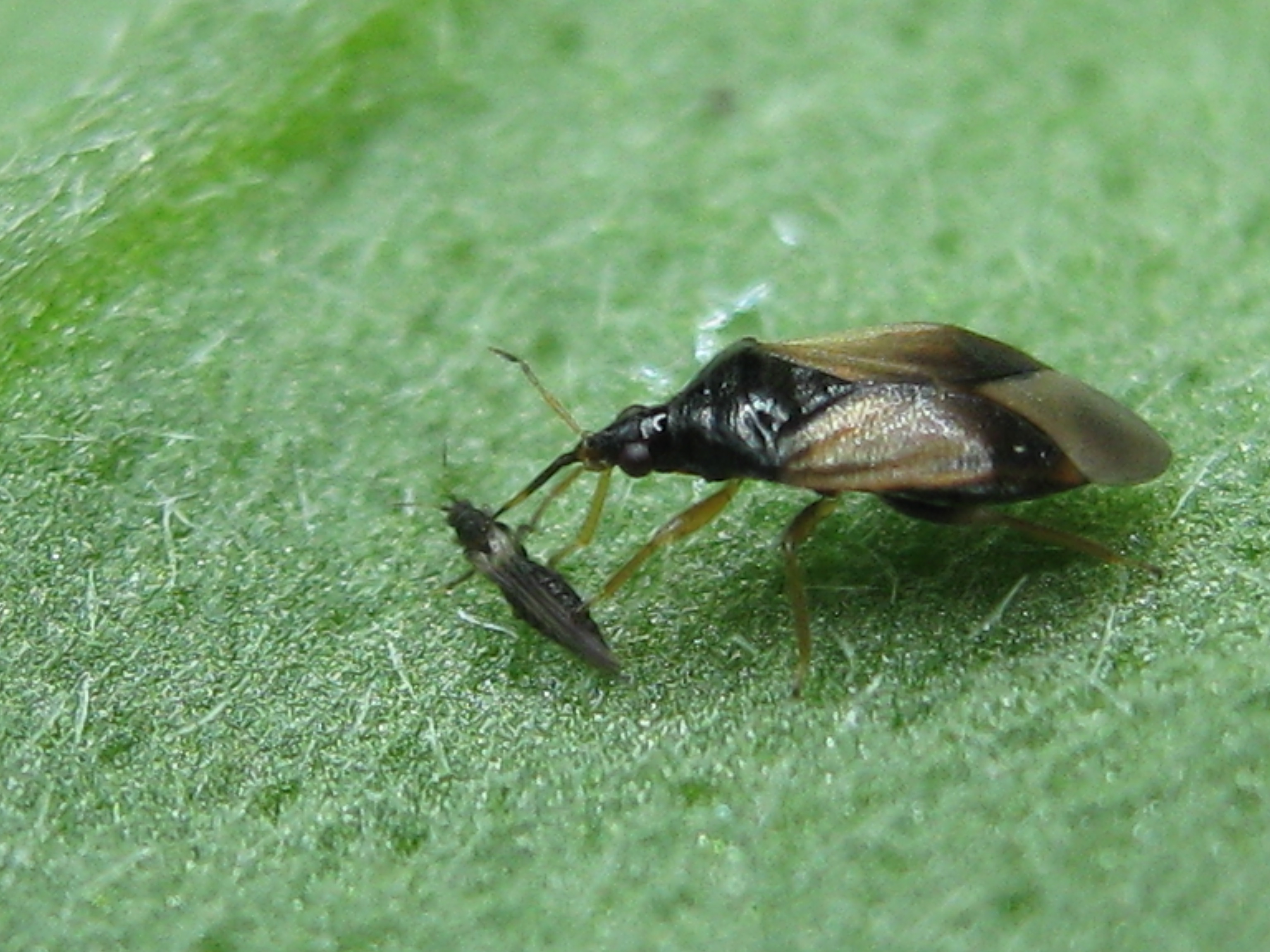 Looking for plants to support Orius species - WUR