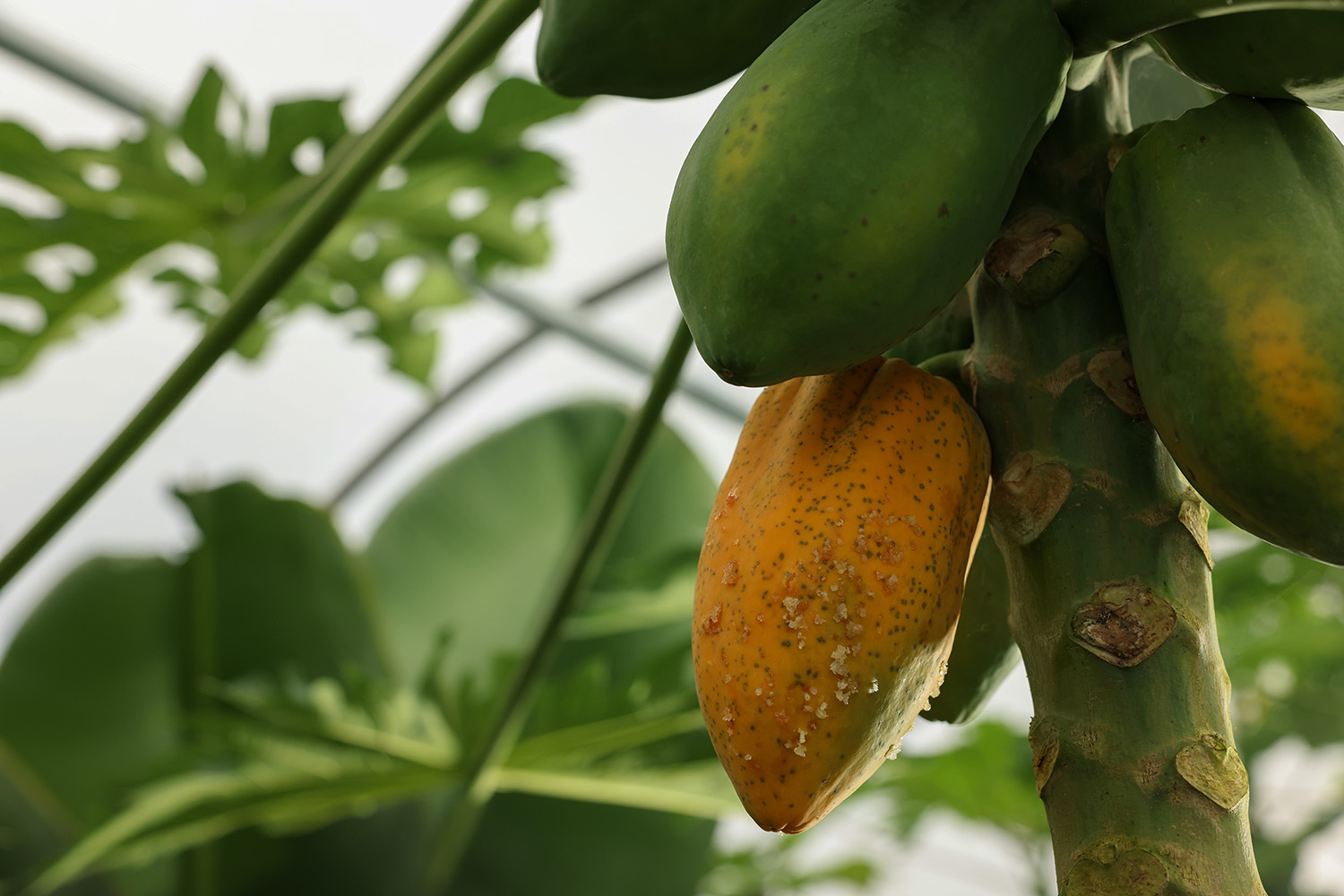Papayas in a greenhouse