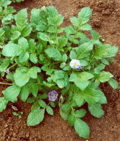 Solanum demissum