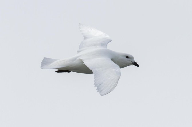 Snow petrels similarly prefer to stay close to the sea ice.