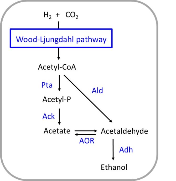 Wood Ljungdahl pathway