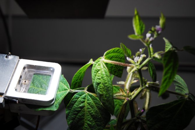 Leaf of an experimental bean plant in the leaf chamber for photosynthesis measurements.