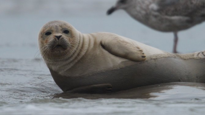 Close Zeehond.jpg