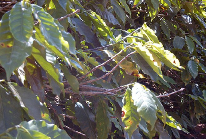 symptomen xylella fastidiosa