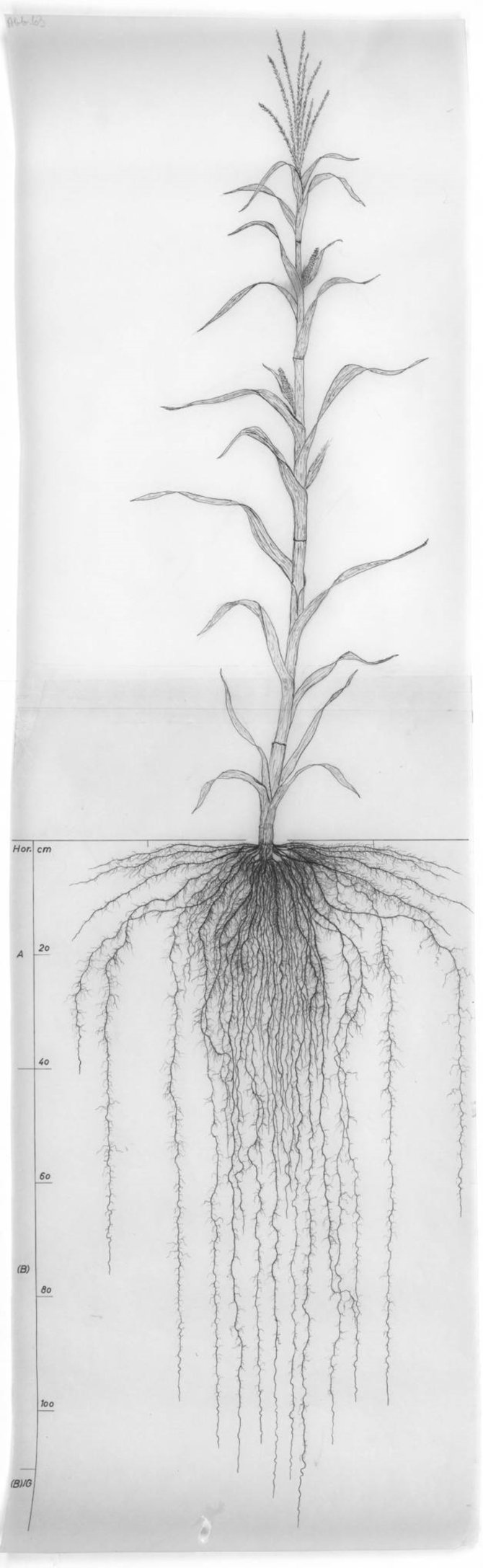 Pentekening van het wortelstelsel van een maisplant. Bron: figuur 63 in: Kutschera, L., Wurzelatlas : mitteleuropaeischer Ackerunkraeuter und Kulturpflanzen. - Frankfurt am Main : DLG - Verlag, 1960 (2. Aufl. 2010). - 574 p.