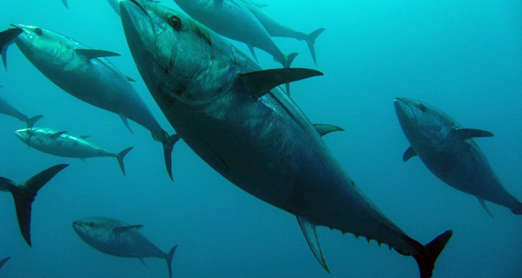 Falling tuna catches sends Filipino fishers further offshore - WUR