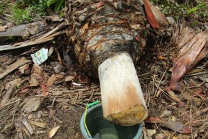 Sugar juice tapped from felled old oil palms