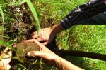 Checking soil organic layers