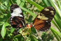 september 2009 - heliconiusvlinder