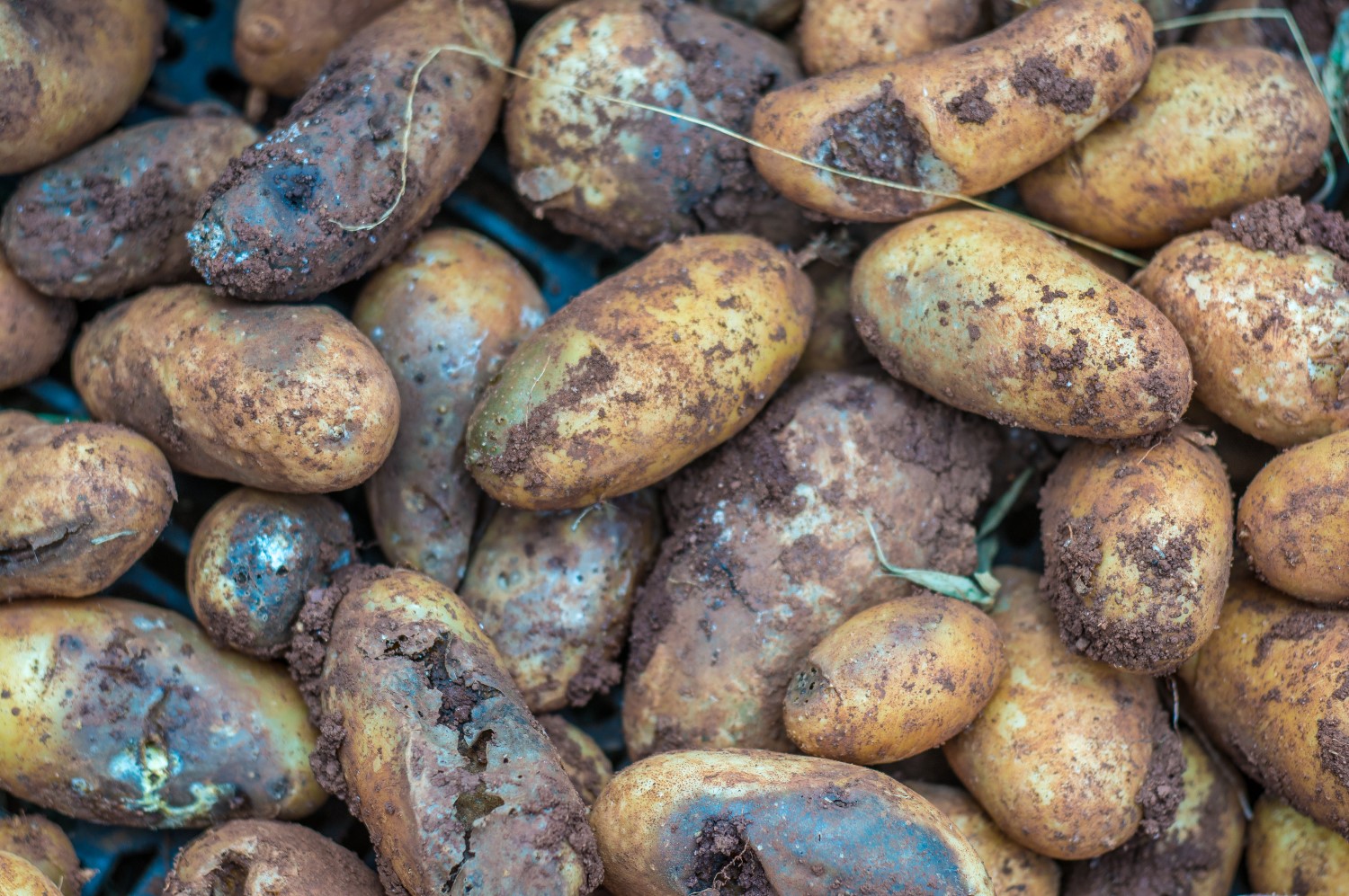 De schimmelachtige phytophthora tast de aardappelplantjes aan. Foto: Shutterstock