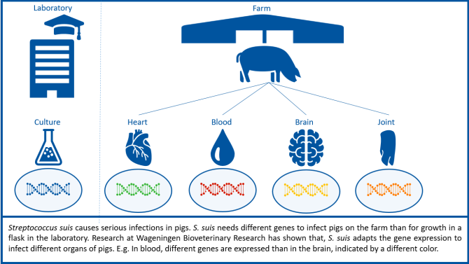 Streptococcus suis S. suis
