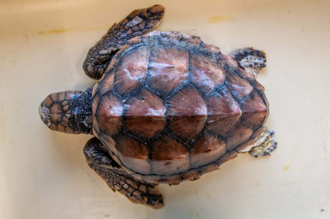 Dood aangespoelde dikkopschildpad gereed  voor onderzoek (Foto: Jeroen Hoekendijk)