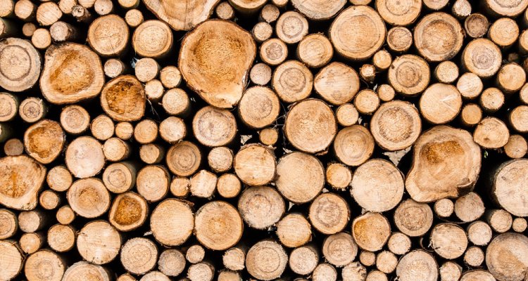 Berri test Uiterlijk Actieplan bos en hout - WUR