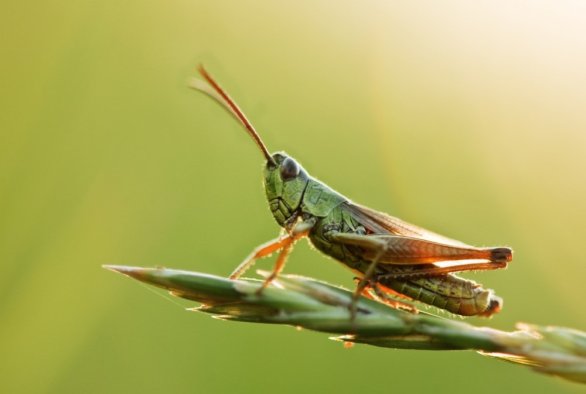 insect-doctors-wur