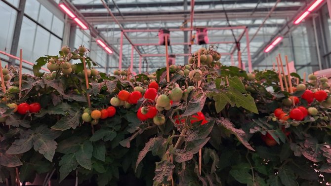 De teelt van dwergtomaten tijdens de Autonomous Greenhouse Challenge.